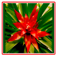 Indoor plants