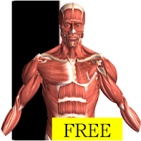 Visual Anatomy Free
