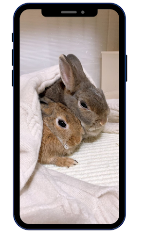 Cute Rabbit Wallpaper HD Screenshot 2