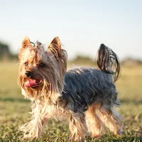Silky Terrier Dog Wallpapers