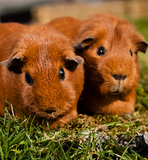 Guinea pig Sounds ~ Sboard.pro Screenshot 0