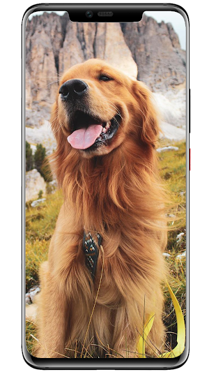 Wallpapers Dogs Screenshot 2