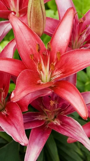 Lily Wallpapers Screenshot 3
