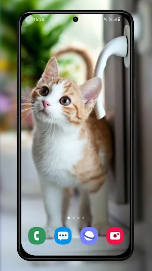 Kittens and cats wallpapers Screenshot 3