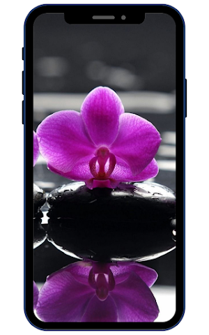 Orchid Wallpapers Screenshot 2
