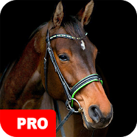 Horse Wallpapers PRO
