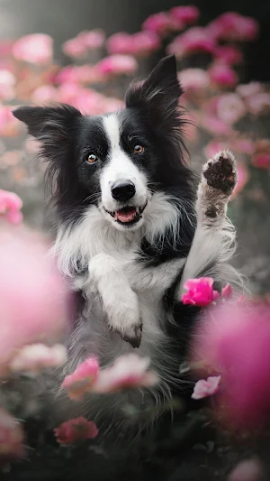 Border Collie Wallpapers Screenshot 3