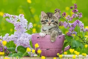 Cute kittens Screenshot 2