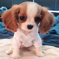 Cute puppies