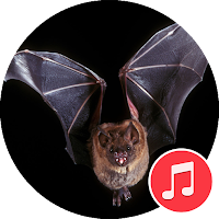 Bat Sounds