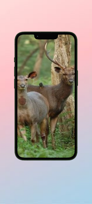 Rusa WalL Screenshot 2
