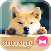 Cute Wallpaper Shiba Sight Theme