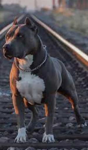 Pitbull Wallpaper Screenshot 0