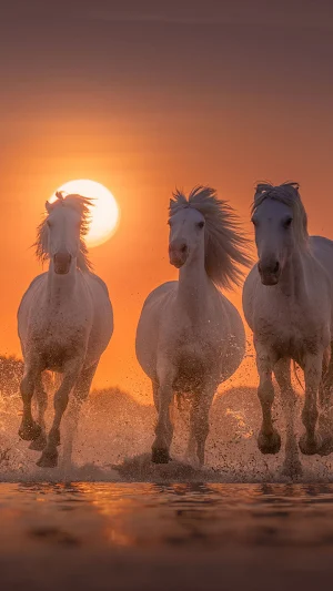Horse Wallpapers 4K Screenshot 2