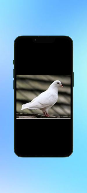 Merpati WalL Screenshot 0