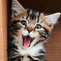 😻 Kitten & Cat Wallpaper HD 😻