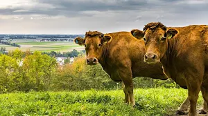 Cow wallpapers Screenshot 3