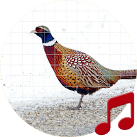 Pheasant sounds ~ Sboard.pro
