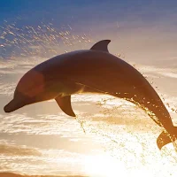 Dolphin Wallpapers