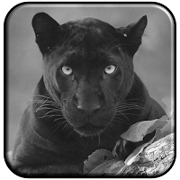 Black Panther Wallpaper Animal