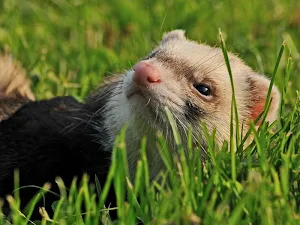 Ferret wallpapers Screenshot 1