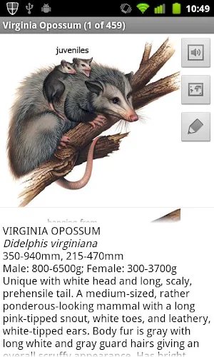 Mammals of North America Screenshot 2