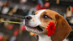 Beagle Dog Wallpaper HD Screenshot 1