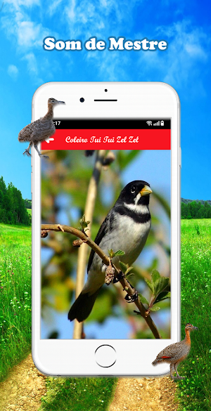 Meu Galo de Campina Screenshot 3