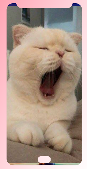 CAT wallpap Screenshot 3