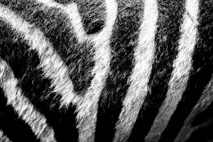 Zebra wallpapers Screenshot 1