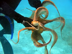 Octopuses Basic Infos Screenshot 0