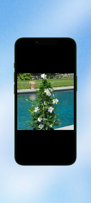 Mandevilla Flower WalL Screenshot 1
