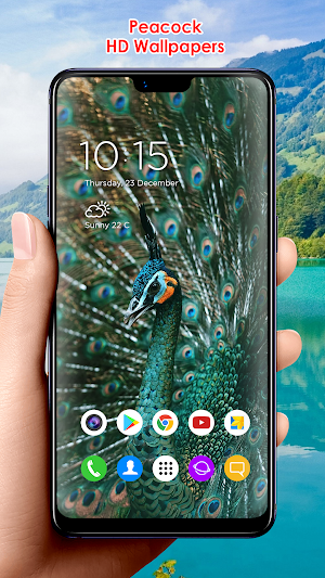 Peacock HD Wallpapers Screenshot 3