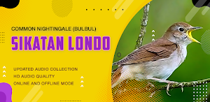 Kicau Burung: Sikatan Londo Screenshot 1