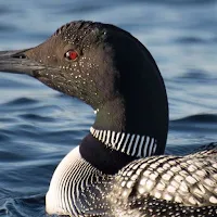 Loon sounds