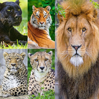 Big Cat Wallpapers