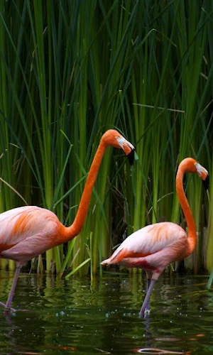 Flamingo HD Wallpapers Screenshot 0