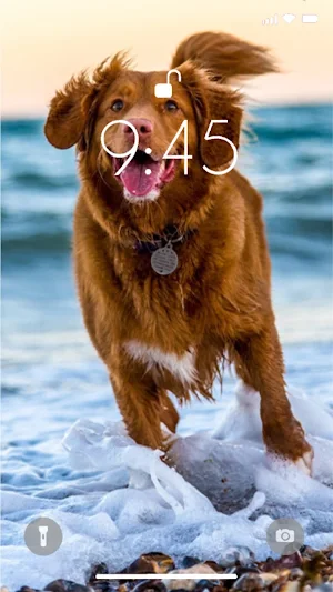 Dog 4K Wallpaper Screenshot 1