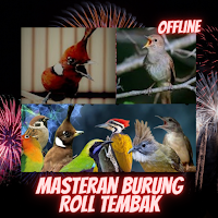 Masteran Burung Roll Tembak