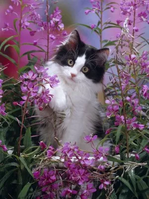 Cute kittens Screenshot 0