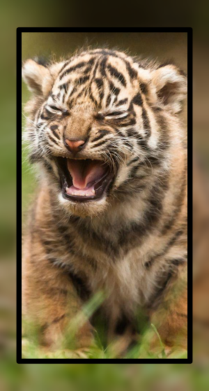 Baby Tiger Wallpaper Cute HD Screenshot 0