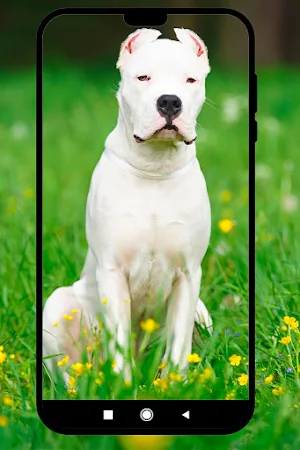 Fondos de Dogo argentino Screenshot 1