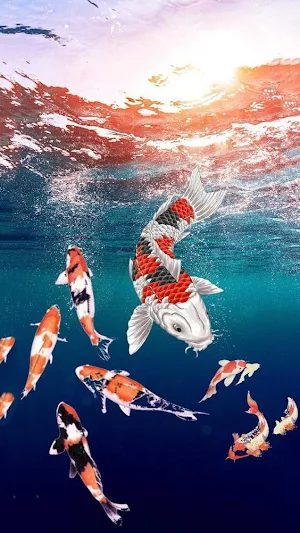 Koi Fish Wallpaper Screenshot 0