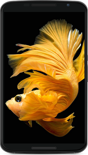betta fish wallpaper Screenshot 1