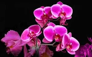 Orchids Wallpapers Screenshot 0