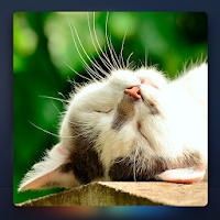 Relax Music for Cats