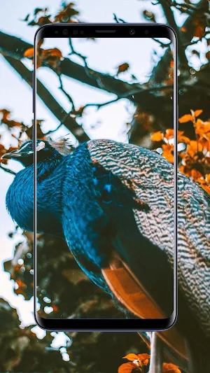 Peacock Wallpapers Screenshot 2