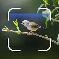 Bird identifier