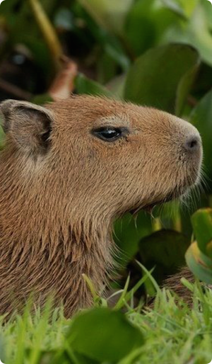 Capybara Wallpaper Screenshot 3