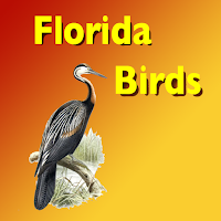 Birds of South Florida